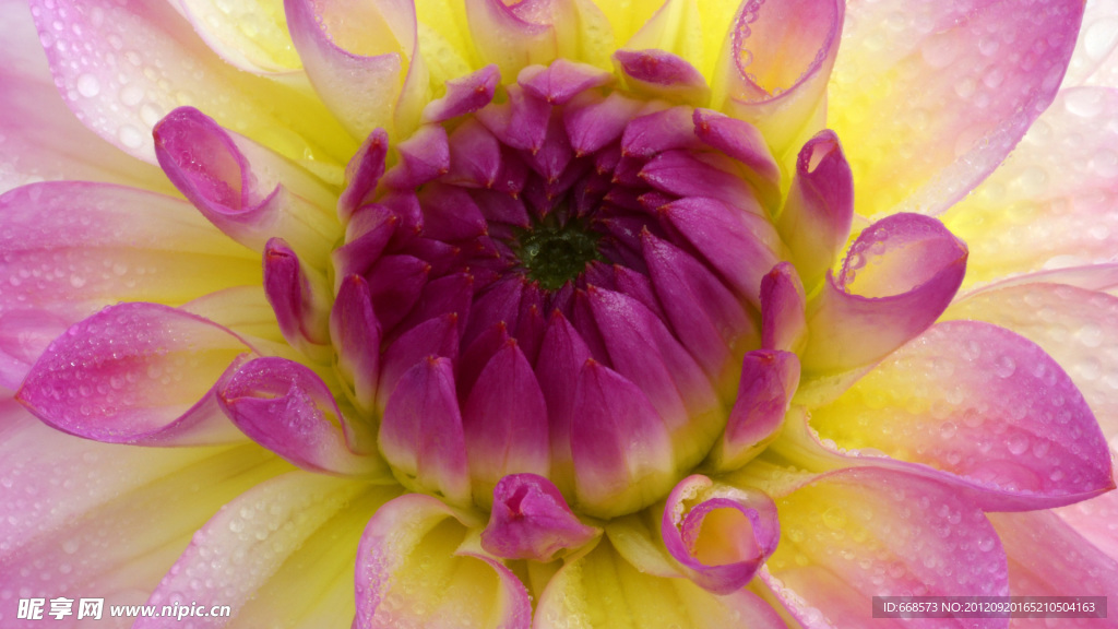 花蕊