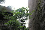 黄山