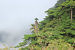 黄山的山
