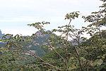 黄山的山