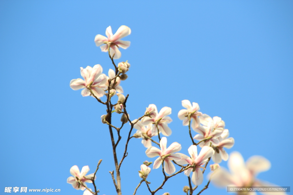 玉莲花