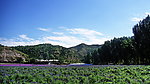 美丽的香紫地