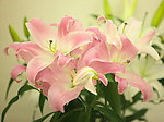 百合花