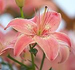 百合花