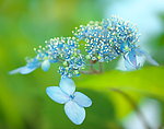 紫阳花