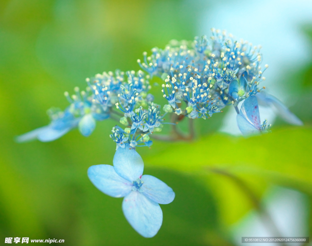 紫阳花