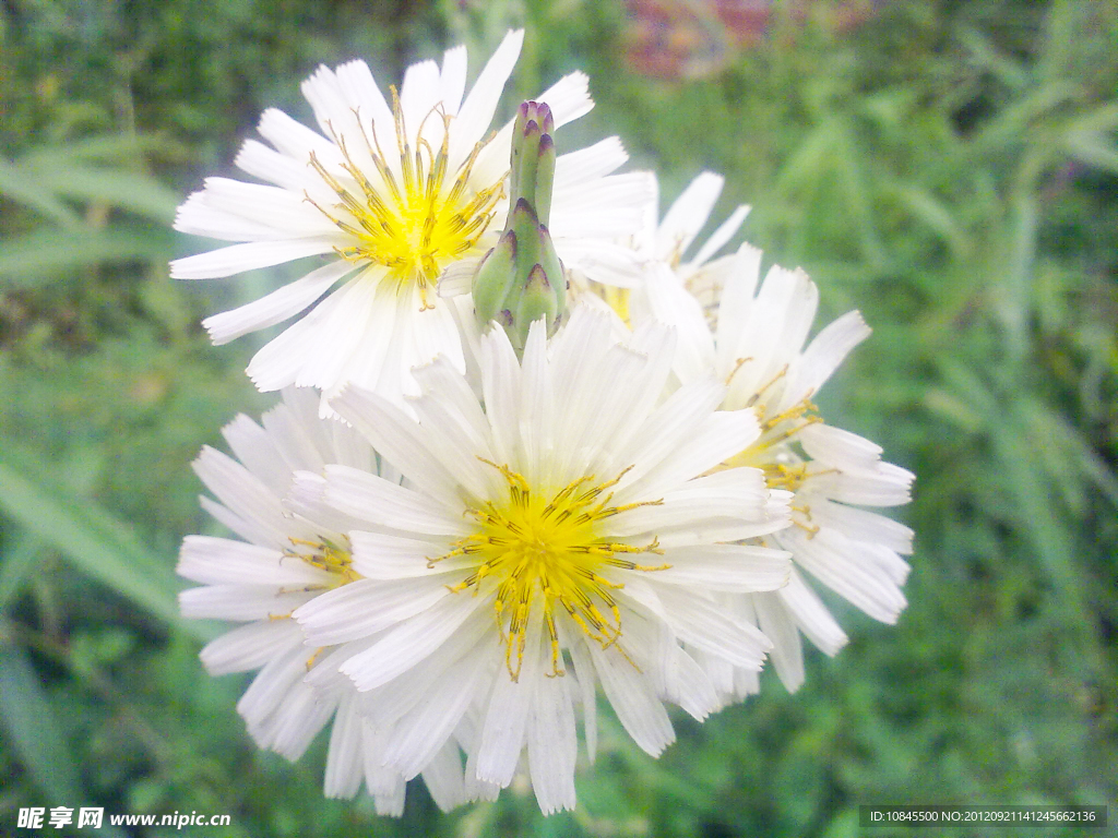 小雏菊