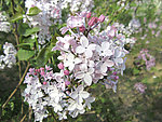 丁香花
