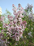 丁香花