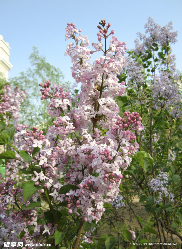 丁香花