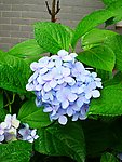 绣球花
