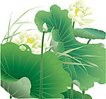 矢量清莲