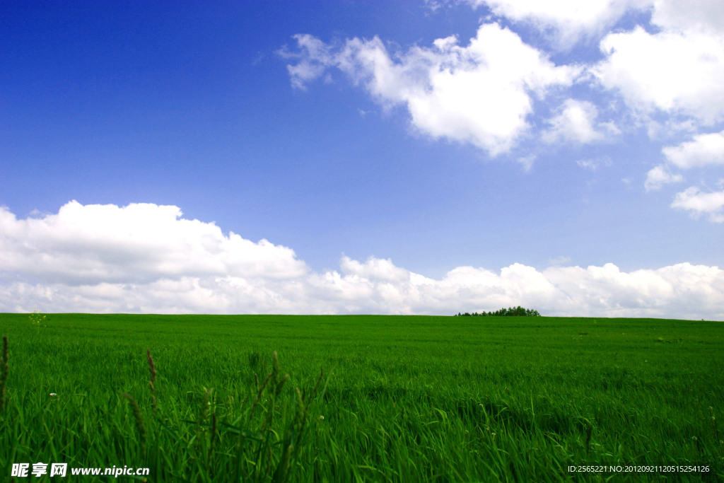 牧草和蓝天