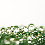水珠 绿色植物