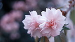 粉色山茶花