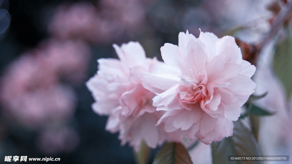 粉色山茶花