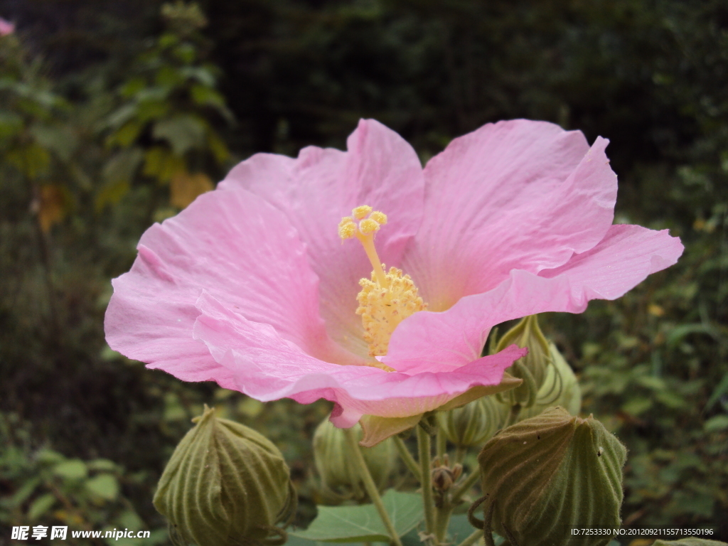 芙蓉花