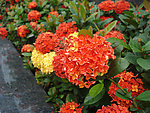龙船花