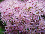 蝎子草花簇