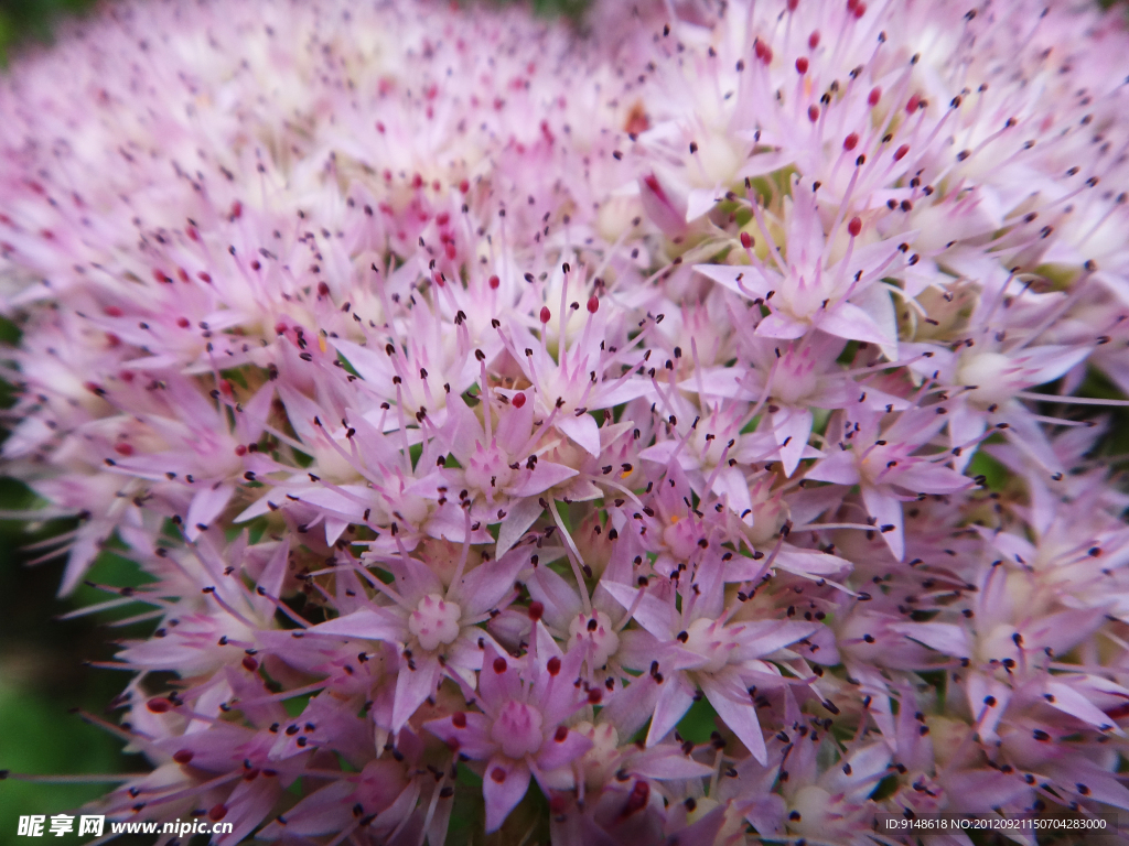 蝎子草花簇