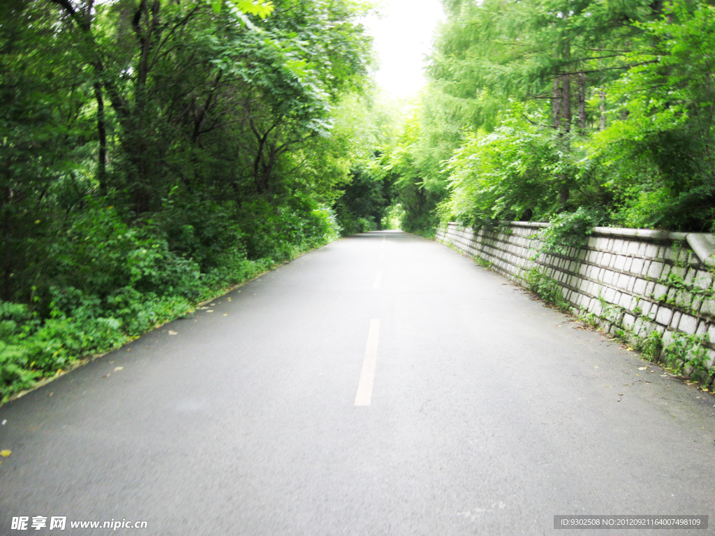 林荫小路