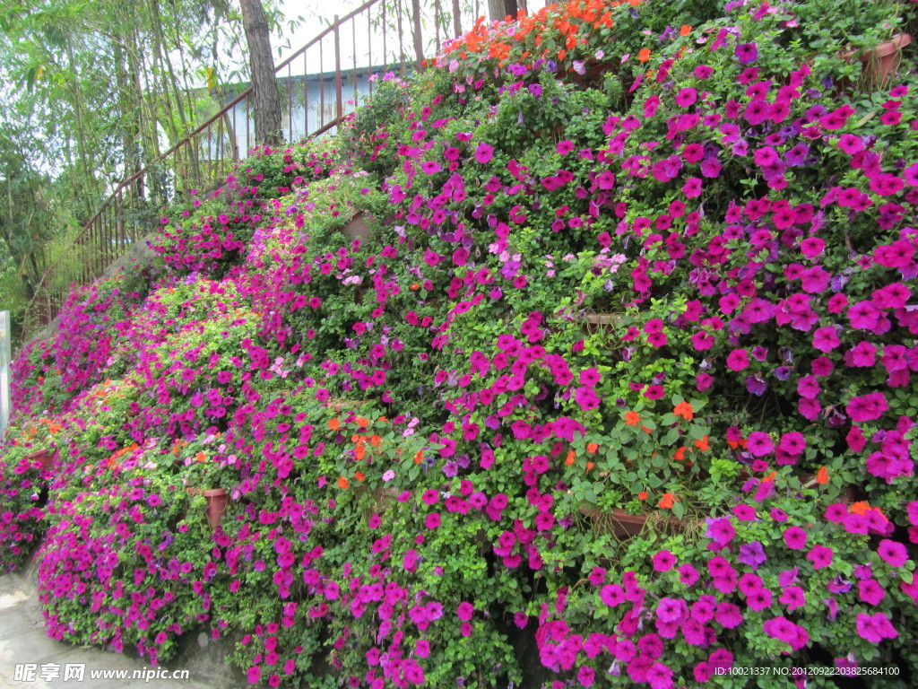 牵牛花