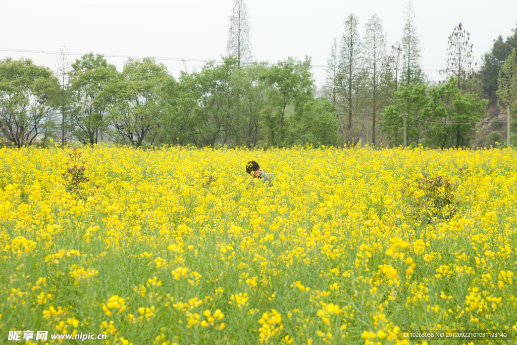 油菜花
