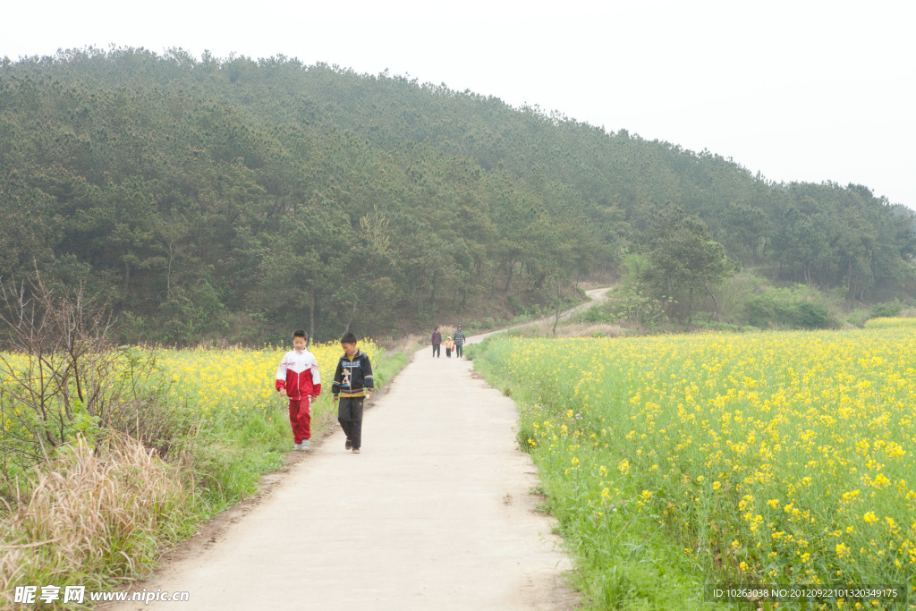 油菜花 小路