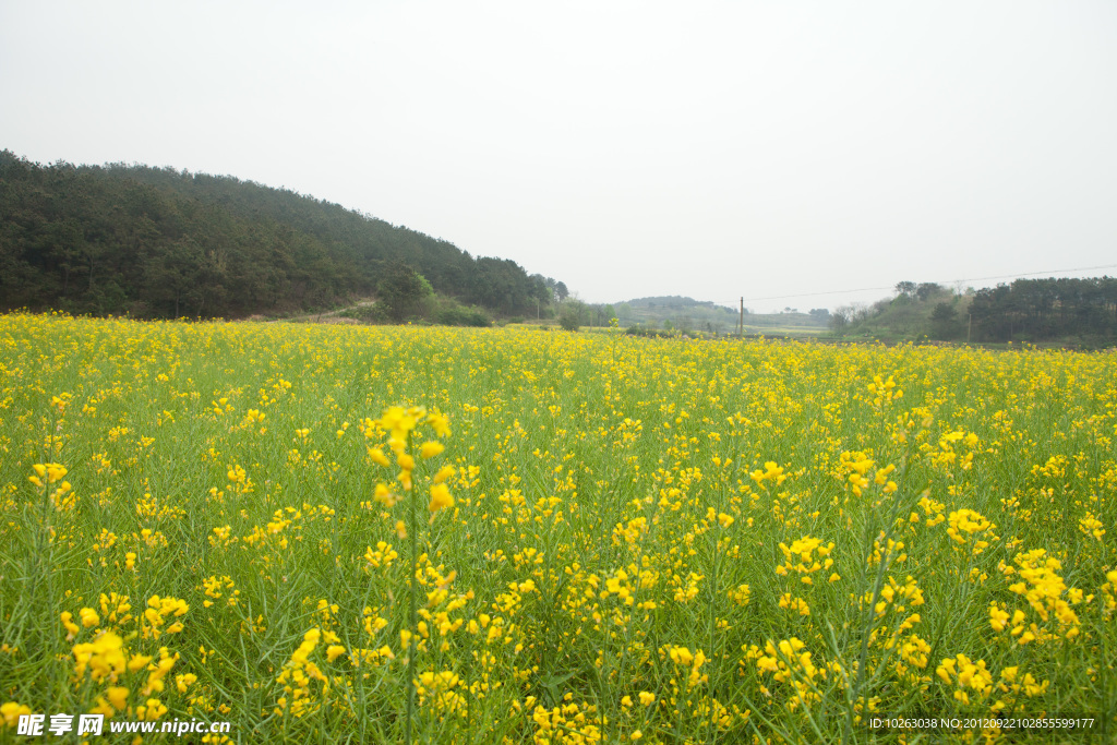 油菜花