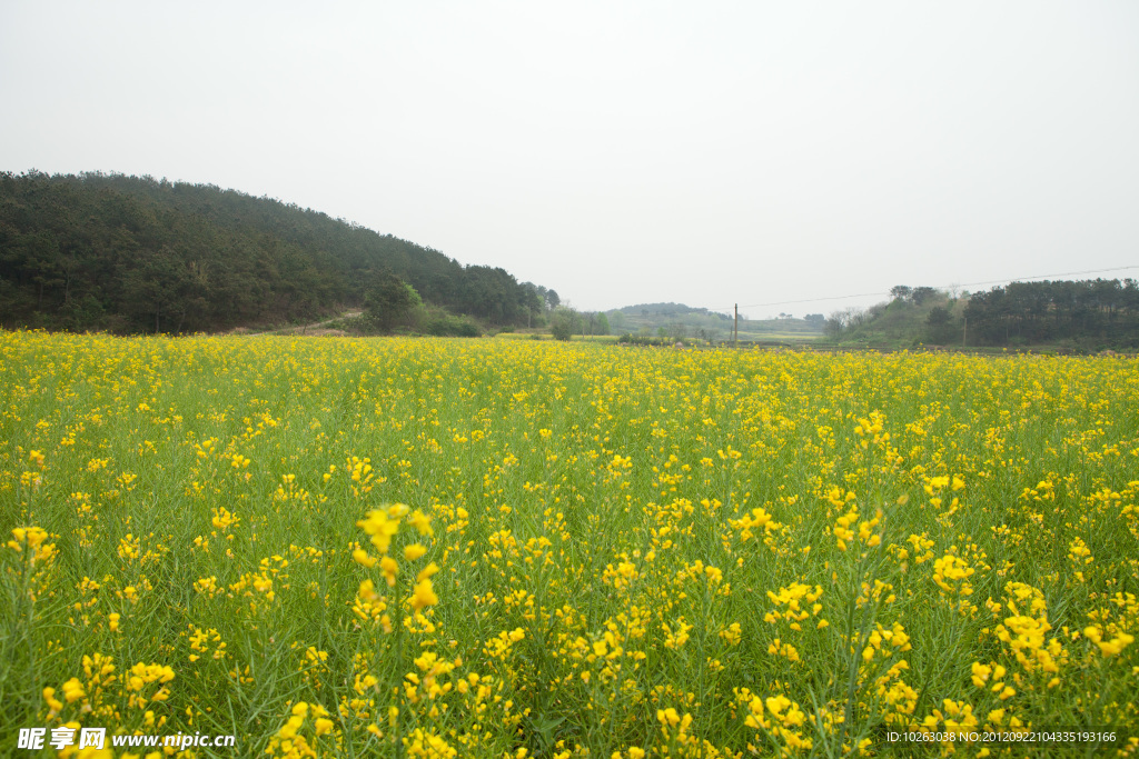 油菜花世界