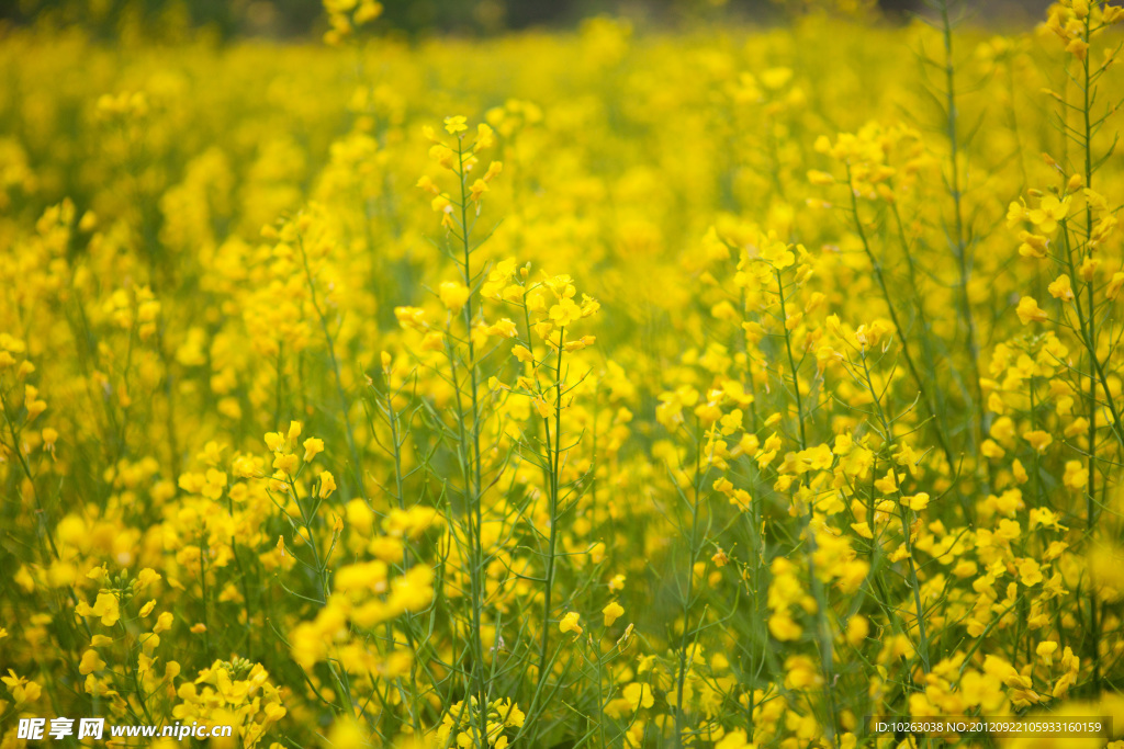 油菜花