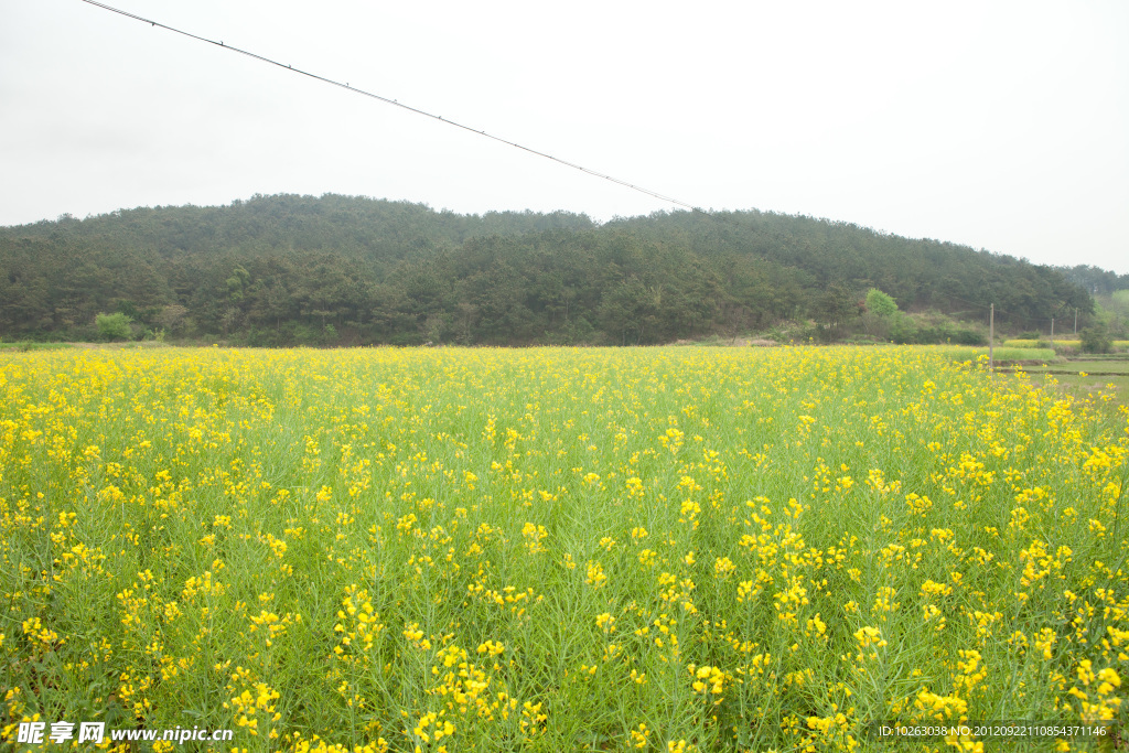 油菜花