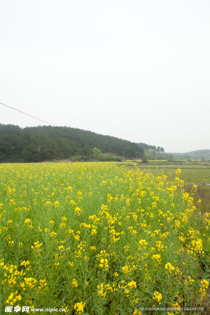 油菜花