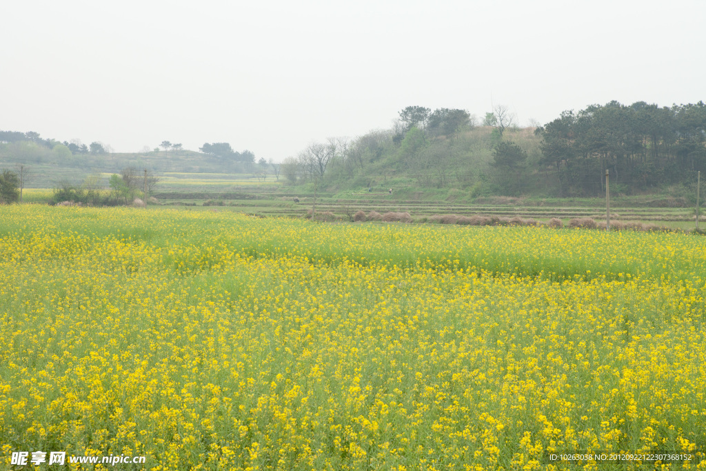 油菜花