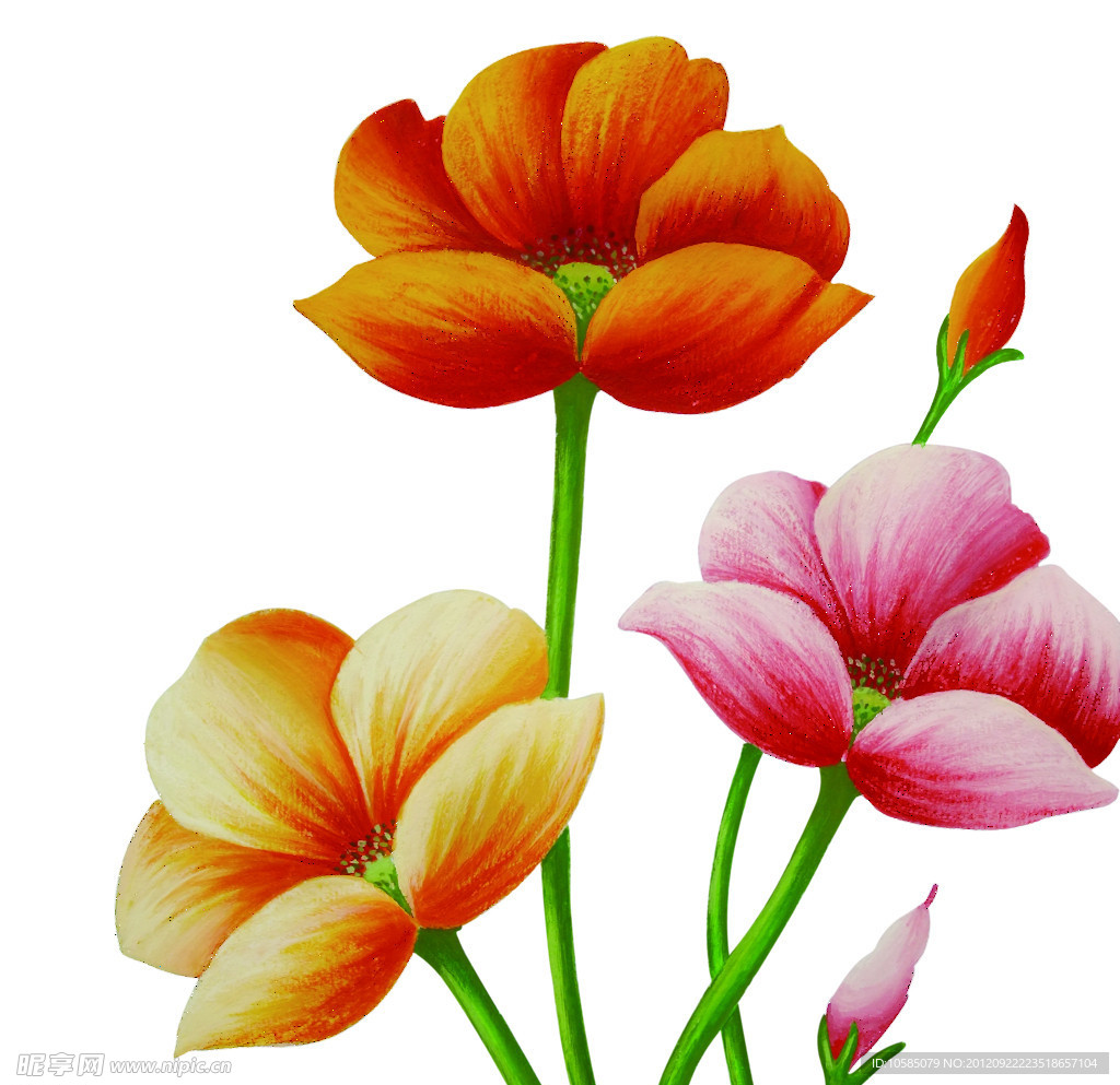 手绘 手绘花 朵花