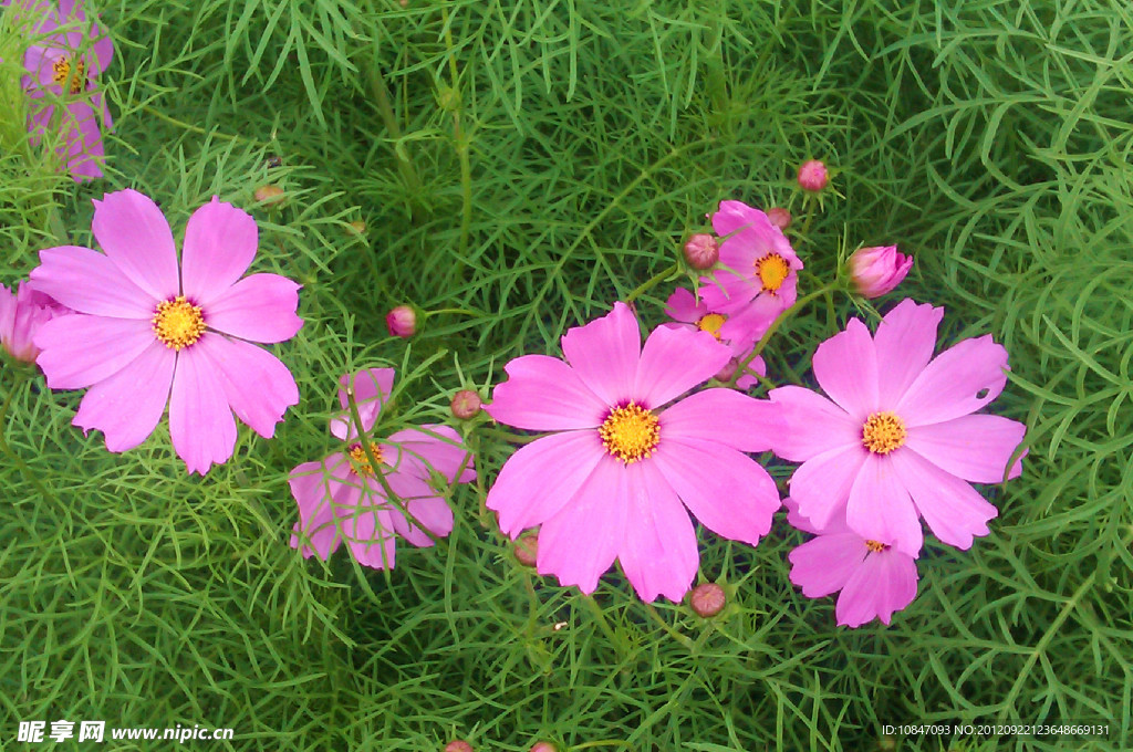 格桑花