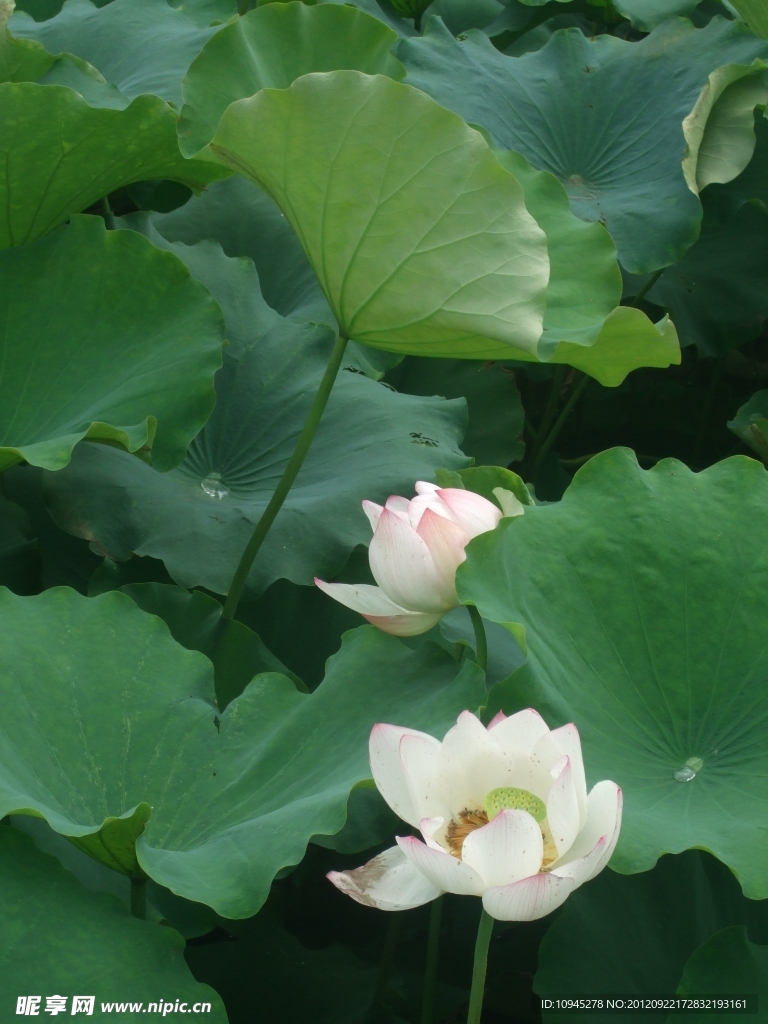 池塘荷花