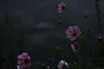 波斯菊