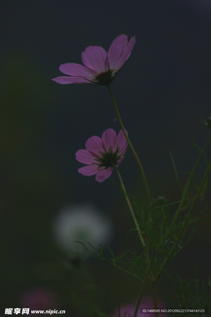 波斯菊