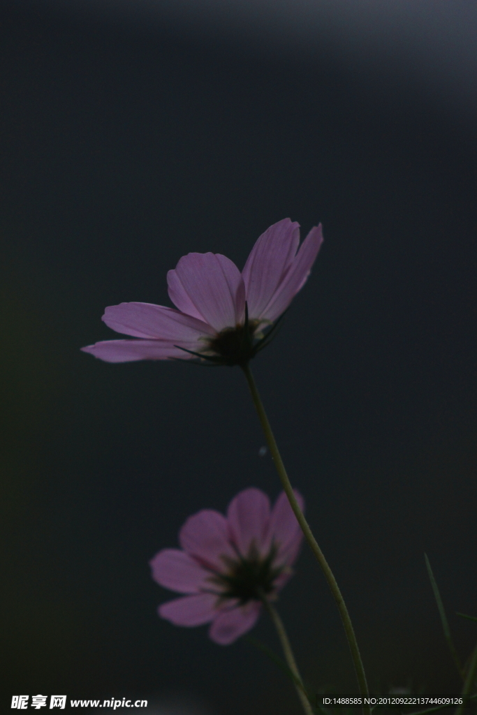 波斯菊