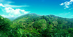 茶山 茶园绿色生态风景