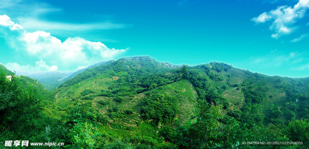 茶山 茶园绿色生态风景