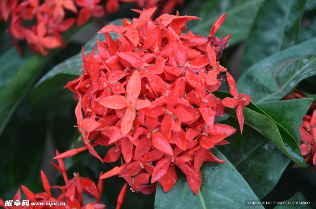 龙船花