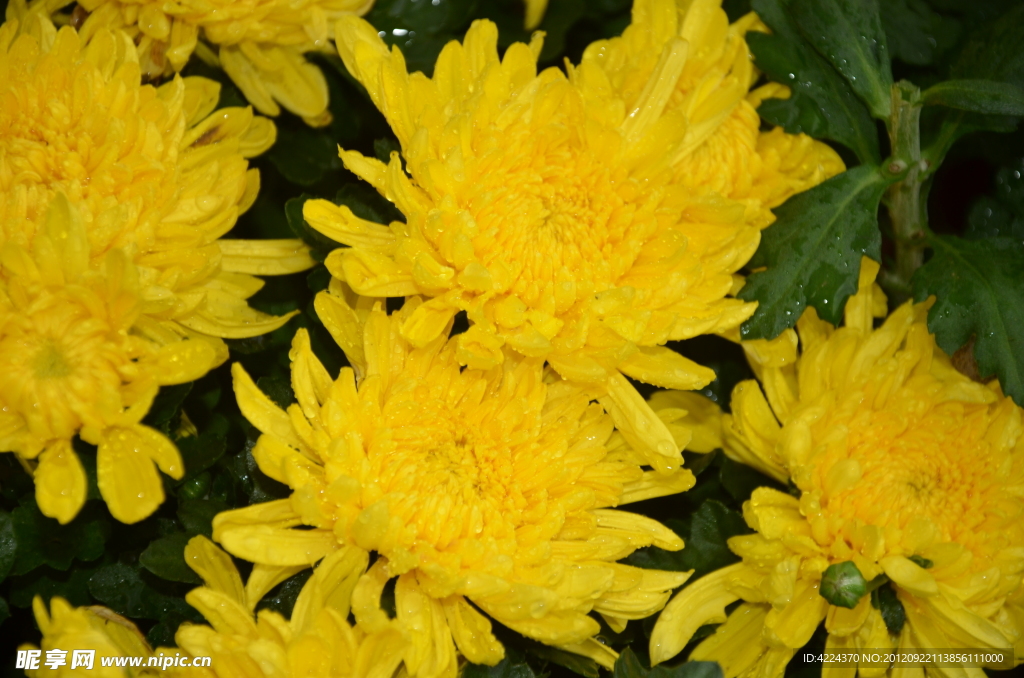 菊花
