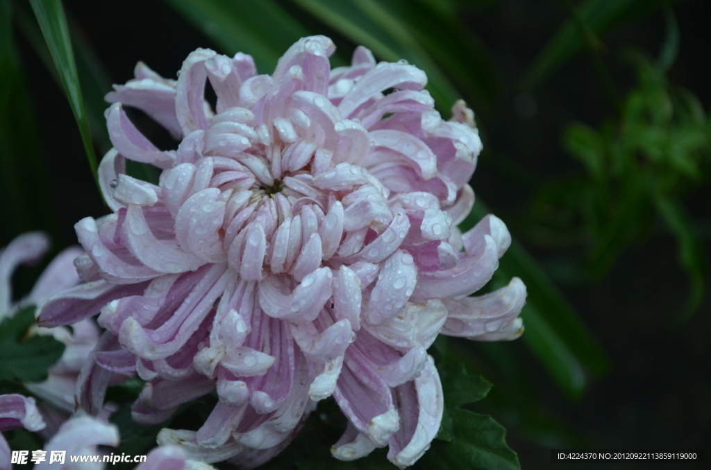菊花