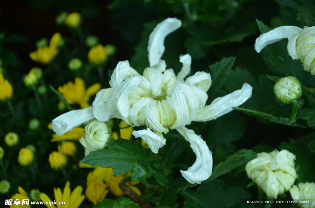 菊花