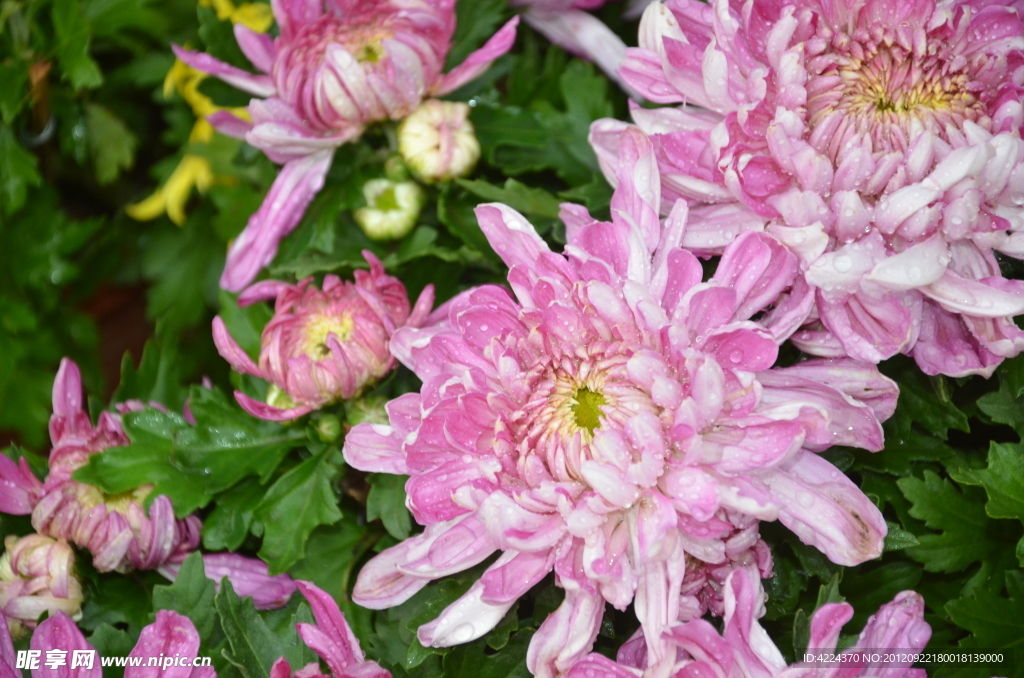 菊花