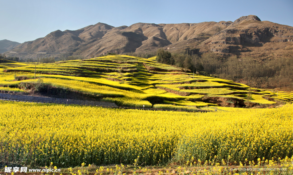 云南师宗县 油菜花