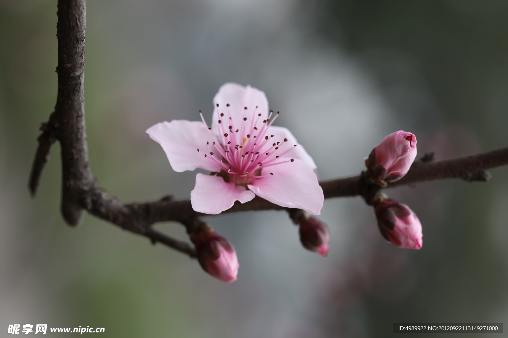桃花