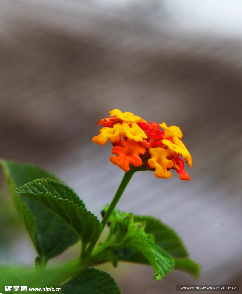马樱丹花